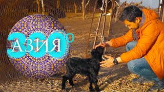 Миниатюра