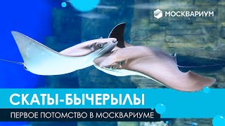 Миниатюра