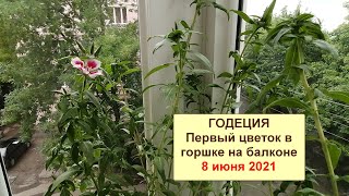 Миниатюра