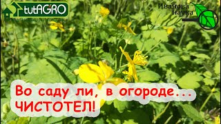 Миниатюра