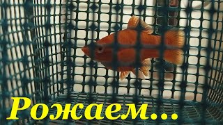 Миниатюра