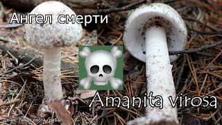 Миниатюра
