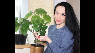 Миниатюра
