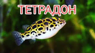 Миниатюра