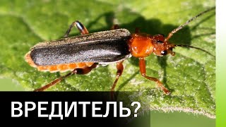 Миниатюра