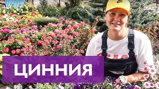 Миниатюра