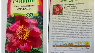 Миниатюра