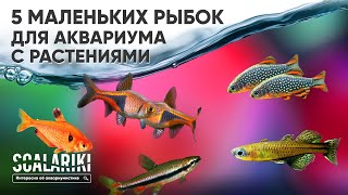 Миниатюра