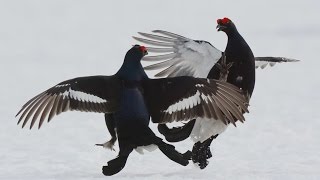 Миниатюра