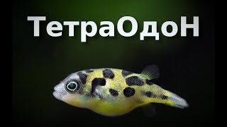 Миниатюра