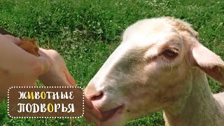 Миниатюра