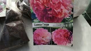 Миниатюра