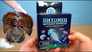 Миниатюра