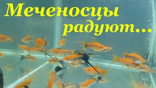 Миниатюра