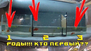 Миниатюра