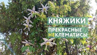 Миниатюра