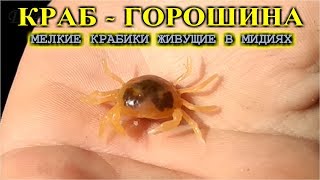 Миниатюра