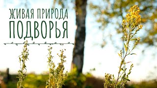 Миниатюра