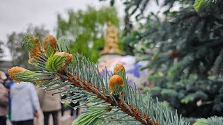 Миниатюра