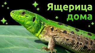 Миниатюра